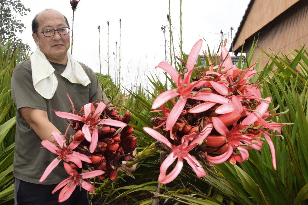 高さ4メートル 芸西村で「ガイミアリリー」開花 | 高知新聞