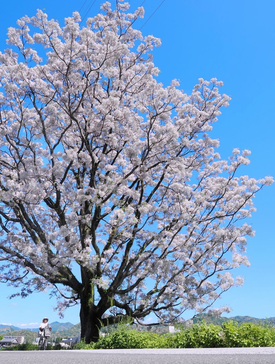 青空に映える〝桜センダン〟（高知市鴨部１丁目）