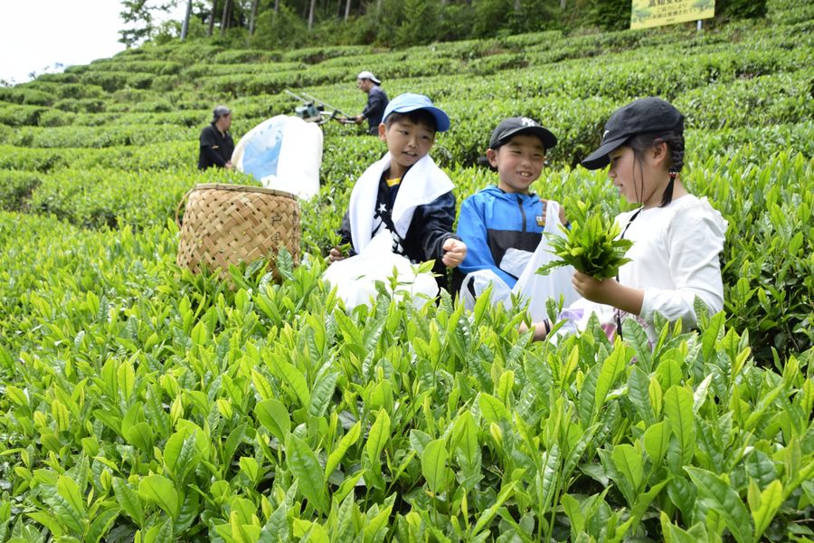 「一芯三葉」で茶を摘む子どもたち（津野町船戸）