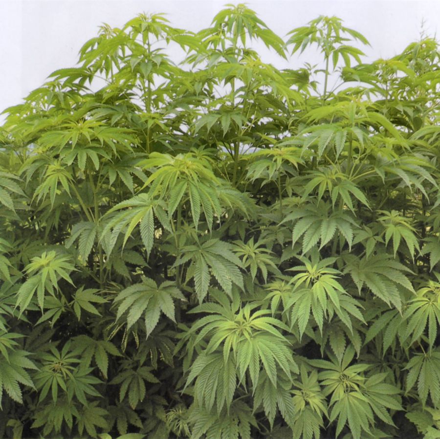 県内で摘発者が急増している大麻(厚生労働省提供)