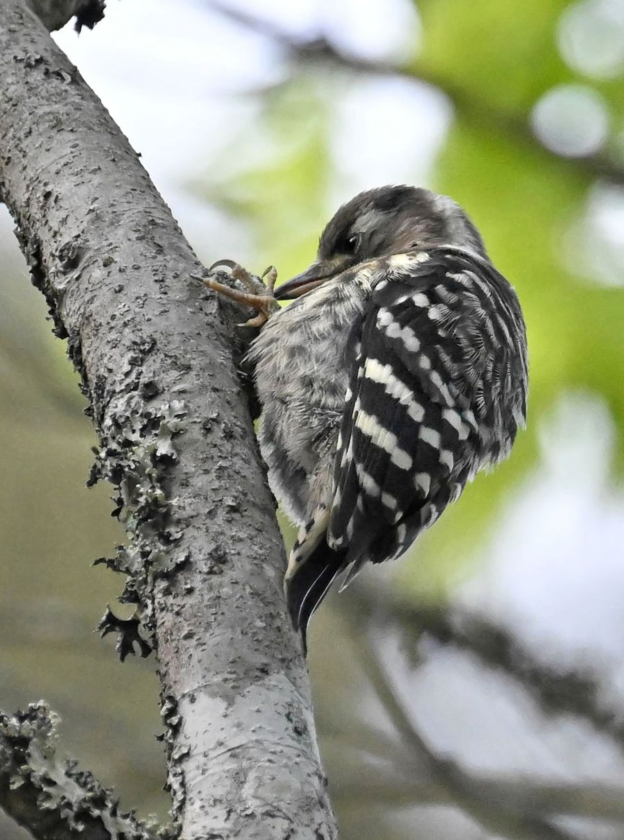 考え込むように幹を見つめるコゲラの幼鳥(四万十市住次郎)