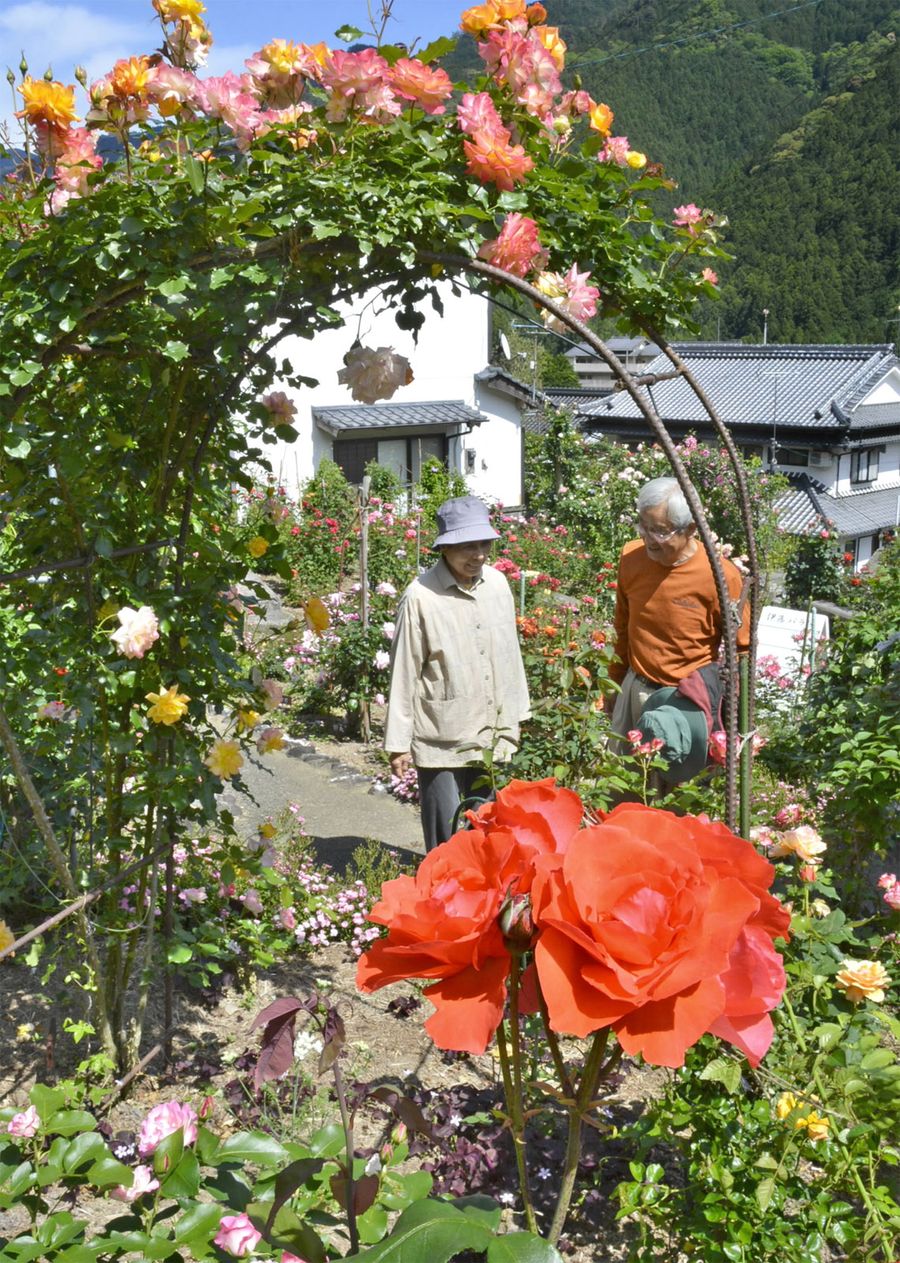 華やかに初夏を彩るバラ園(仁淀川町竹ノ谷)