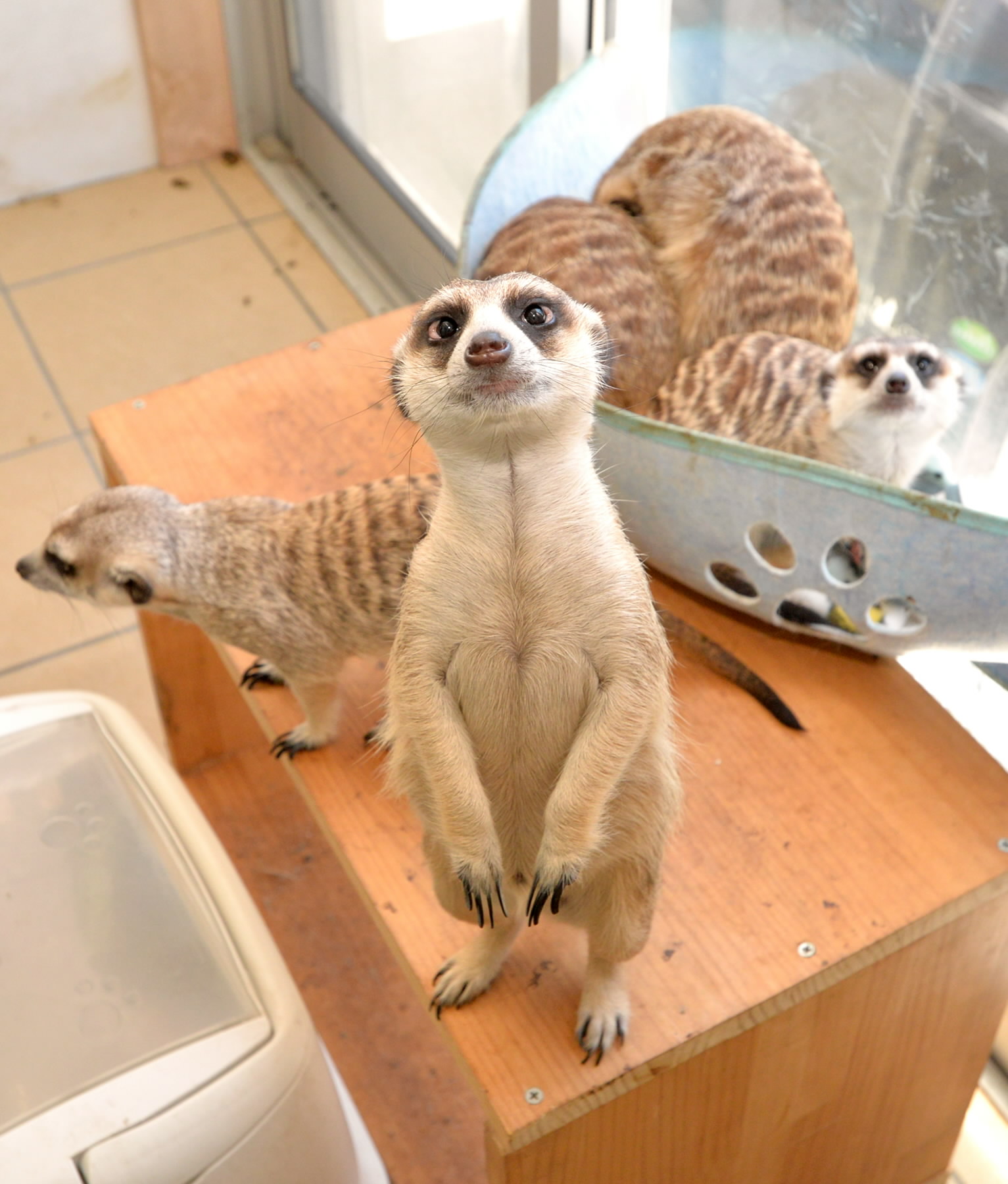 ミーアキャットさん 動画あり】飼っているのは…11匹のミーアキャット！ 愛情注ぐ西村さん