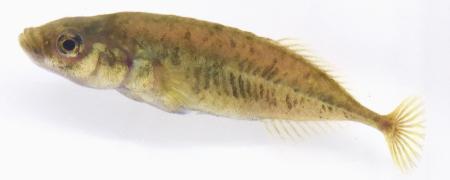 ムサシトミヨ」新種と記載 希少淡水魚、鹿児島大 | 高知新聞