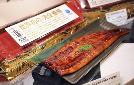 完全養殖ウナギの一般販売を開始 世界初、1匹4500円 | 高知新聞