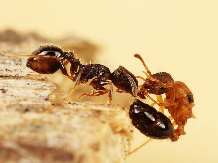 世界初、女王アリだけの種を特定 別種の巣乗っ取り、子育てさせる