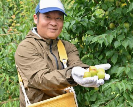 南高梅の収穫最盛期、品質良好 和歌山南部 | 高知新聞