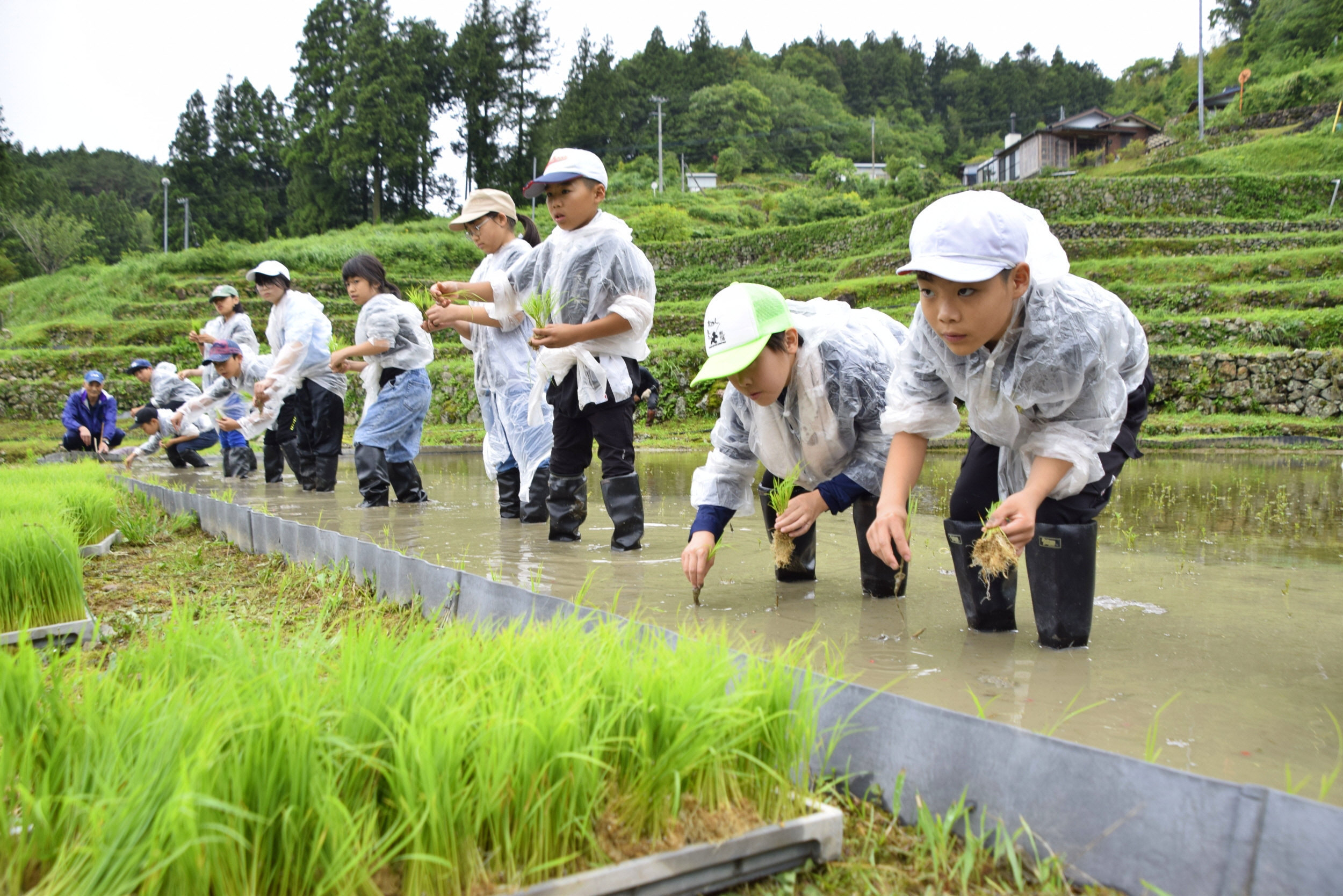 農村に息づく助け合いの文化 高知県梼原町の児童、昔の千枚田を思い