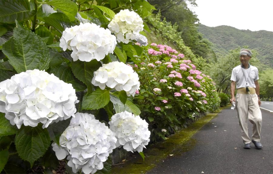 国道381号沿いを彩るアジサイ(四万十市西土佐半家)