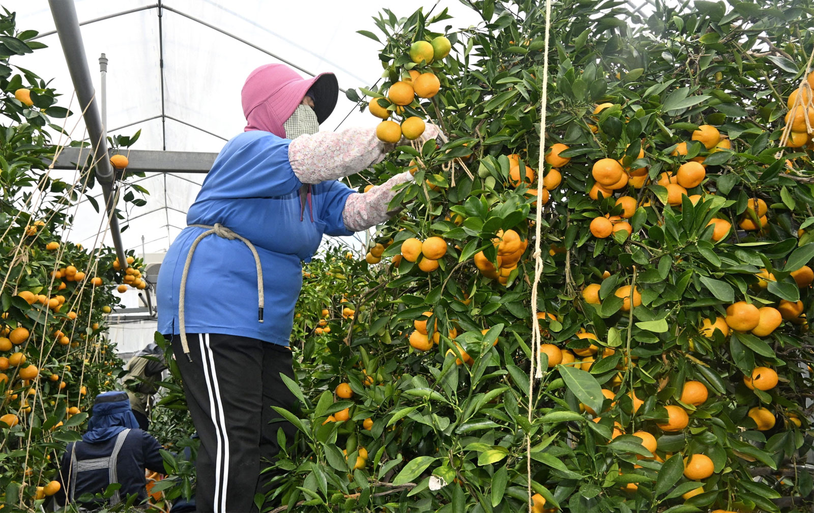 贈り物や自分へのごほうびに！山北ミカンに高級ブランド「柑美甘々
