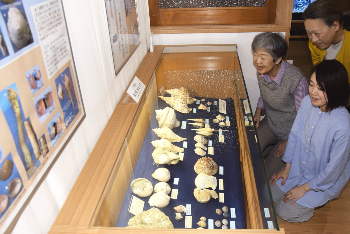 高知県安田町の化石を紹介、貝など90点展示 8／30まで | 高知新聞