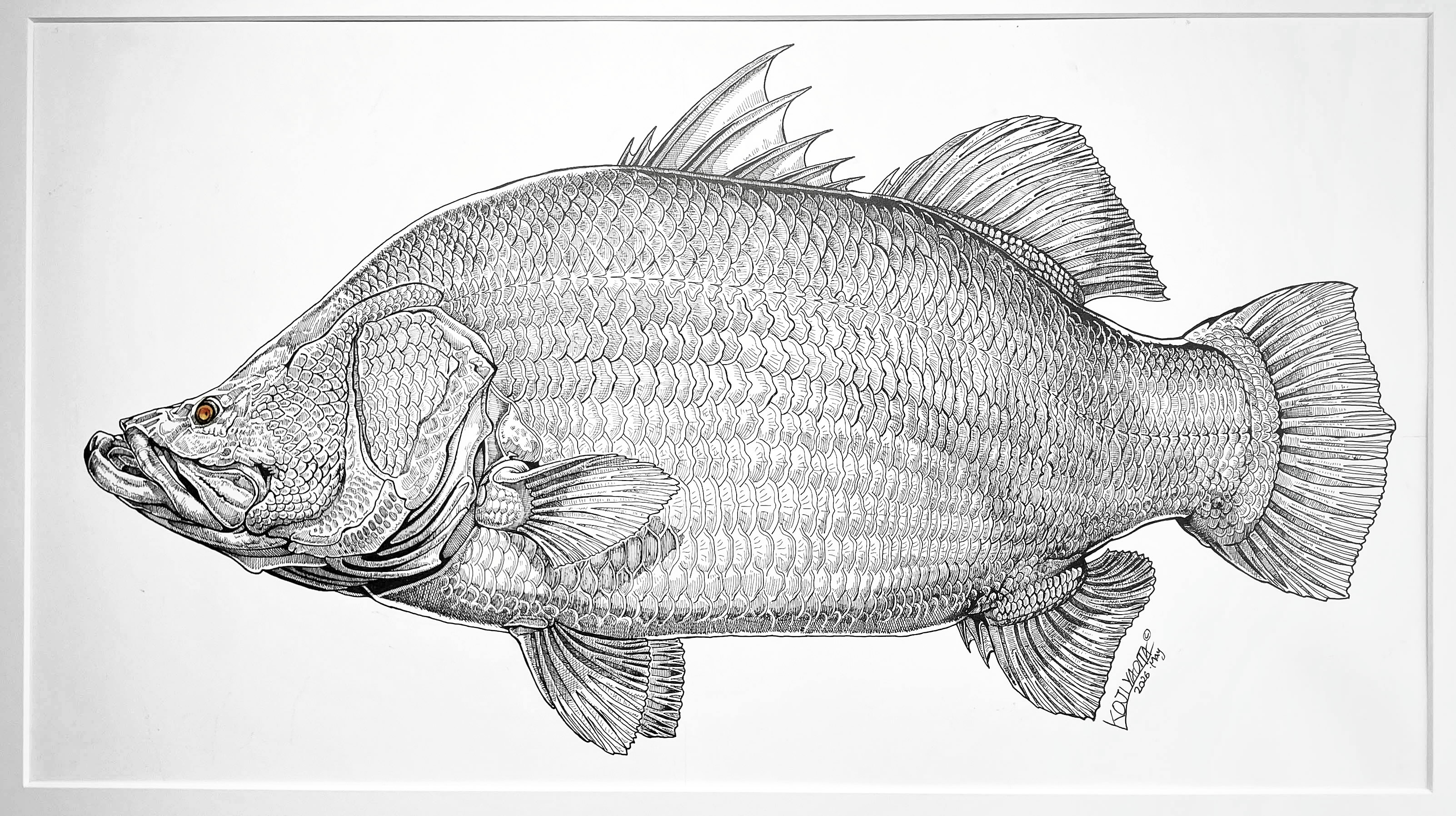 フィッシュアートの名手が描いた怪魚は！？ 八百板浩司さんがアカメ