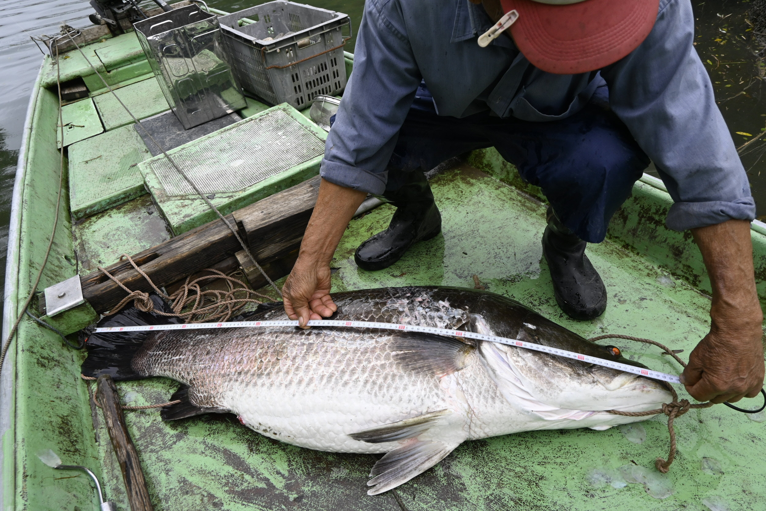 四万十川の怪魚　アカメ　剥製 漁師60年「こんな太いのは初めて」四万十川で「怪魚・アカメ」125