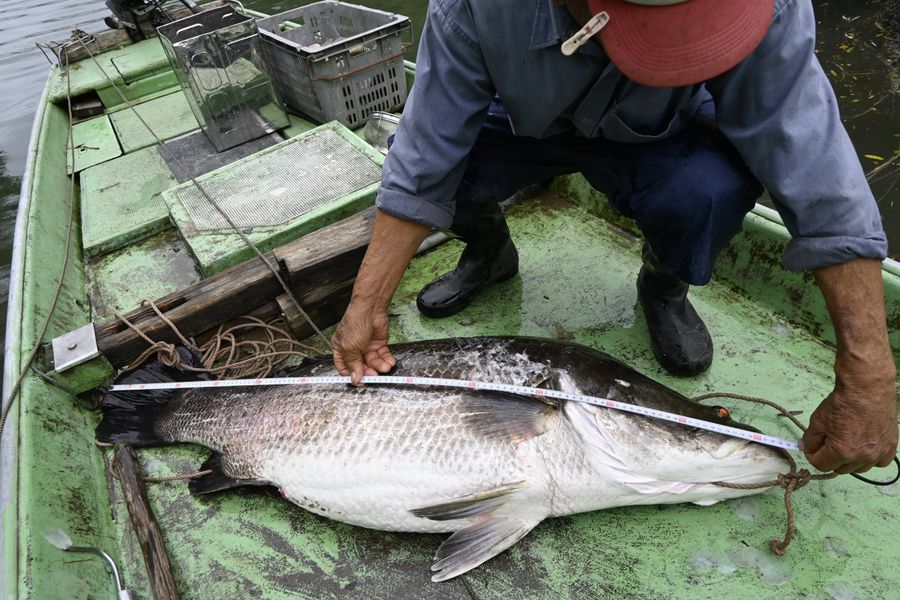 漁師60年「こんな太いのは初めて」四万十川で「怪魚・アカメ」125 