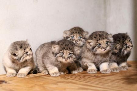 世界最古」希少ネコ5匹誕生 神戸、すくすく成長中 | 高知新聞