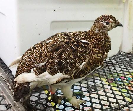 ニホンライチョウの成鳥1羽死ぬ 富山市ファミリーパーク | 高知新聞
