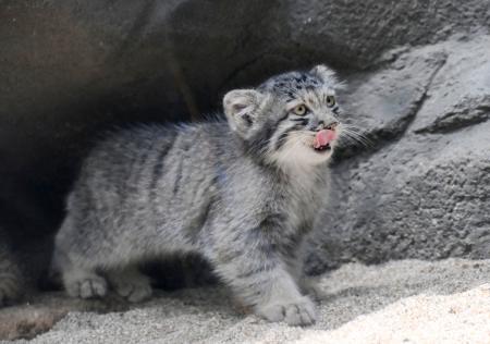 国内作家ゴトウユミコ様☆ラグジュアリーな猫☆ 神戸の「最古」の子ネコ、初披露 仲良くじゃれ合う | 高知新聞