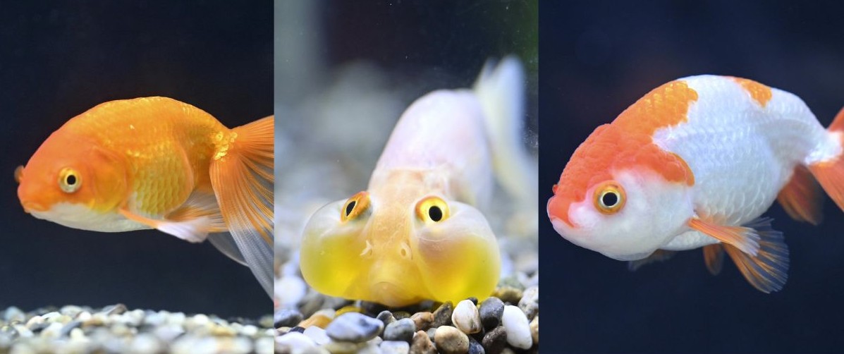 海洋金魚 見れば涼しい気持ちになれる！？ 愛らしく泳ぐ金魚18種 高知県土佐