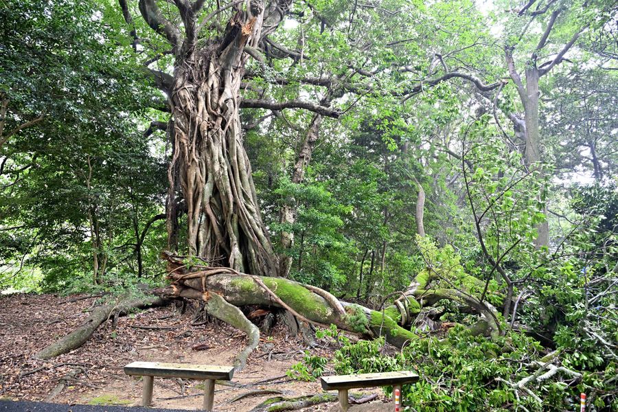 「松尾のアコウ」の枝ぼっきり 劣化し自重で落下? 国の天然記念物 土佐清水市 | 高知新聞