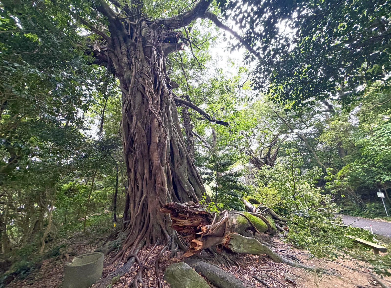 「松尾のアコウ」の枝ぼっきり 劣化し自重で落下? 国の天然記念物 土佐清水市 | 高知新聞