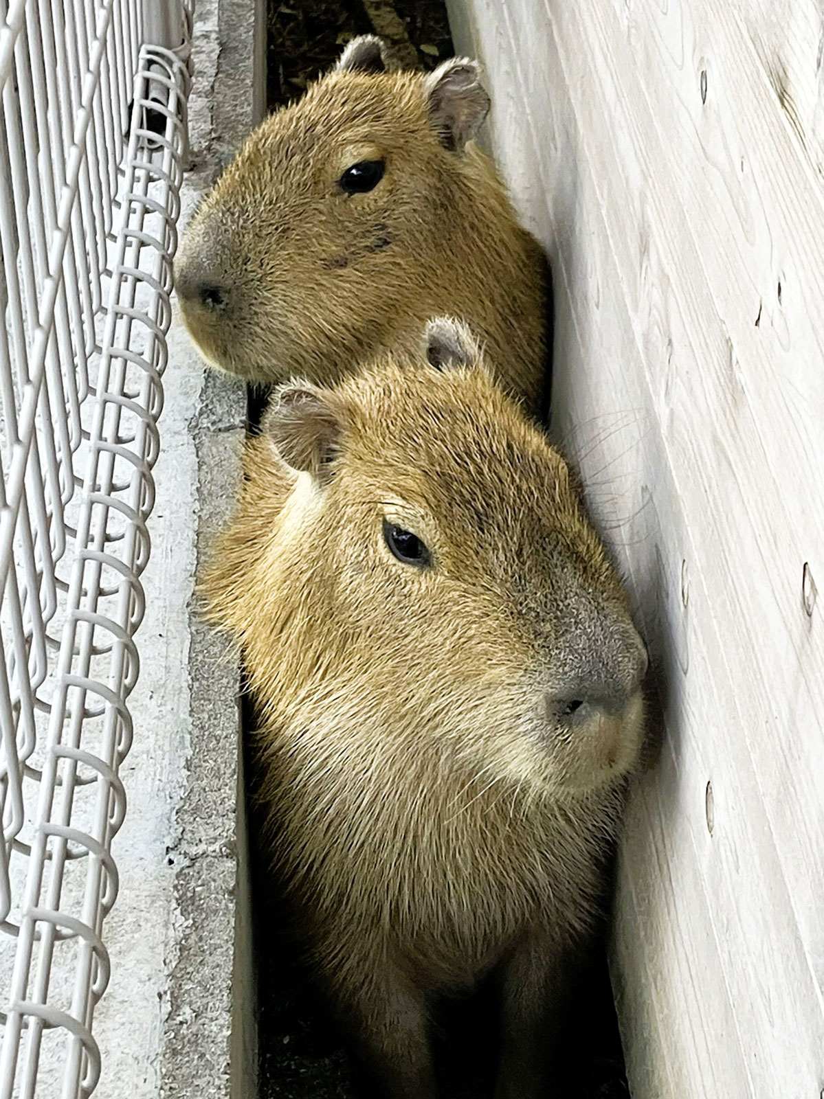 カピバラ「姉妹」じゃなくて1匹雄だった 近親交配防止へ個体交換 高知