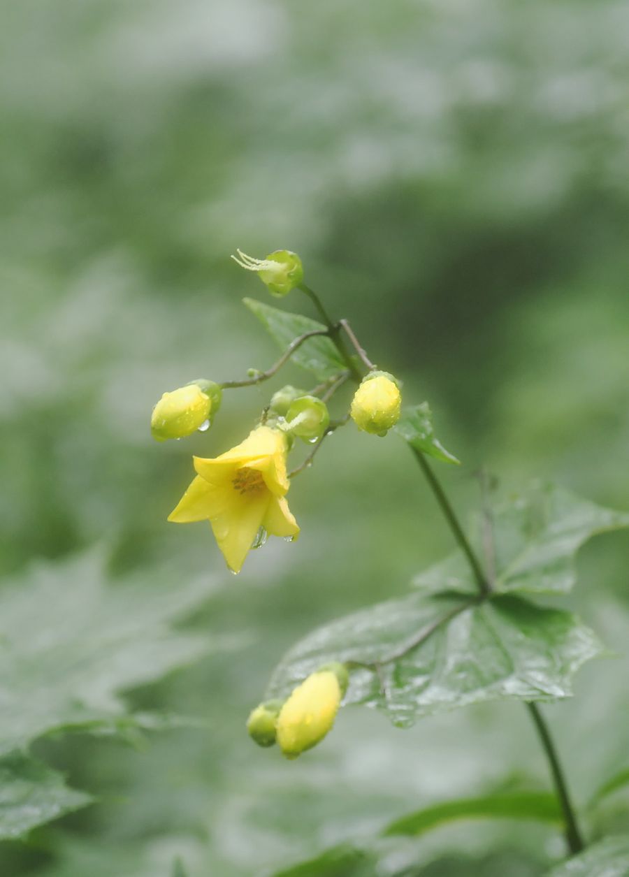 希少な高山植物の「お花畑」防鹿柵に守られ...「キレンゲショウマ」かれんに咲く いの町・筒上山 | 高知新聞