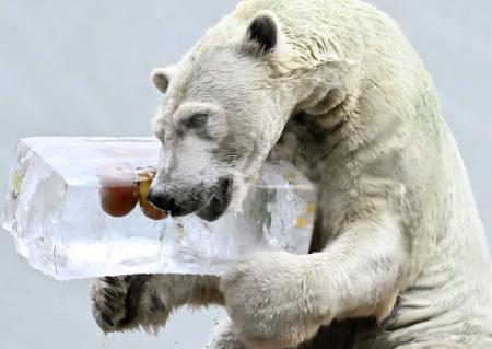 ホッキョクグマ氷柱がぶり 大阪、天王寺動物園 | 高知新聞