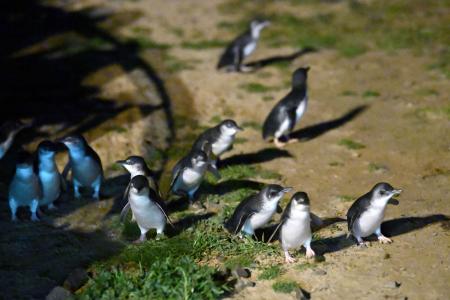 豪州、ペンギン守る接種展開 鳥インフル拡大で5千羽に | 高知新聞