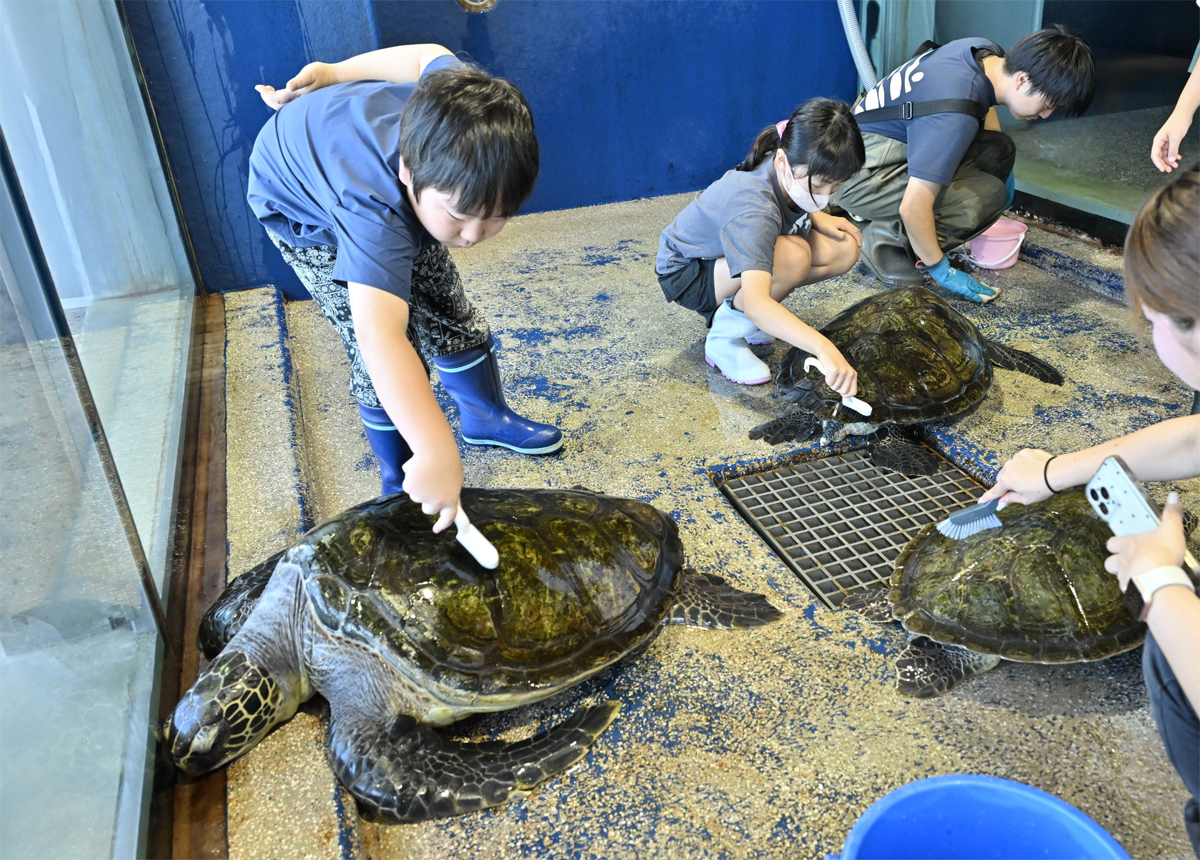 写真増量】ウミガメの背中をゴシゴシ、ひれはぷにぷに 水族館の仕事