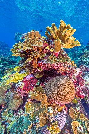 造礁サンゴ44％が絶滅危機 温暖化原因、IUCN | 高知新聞