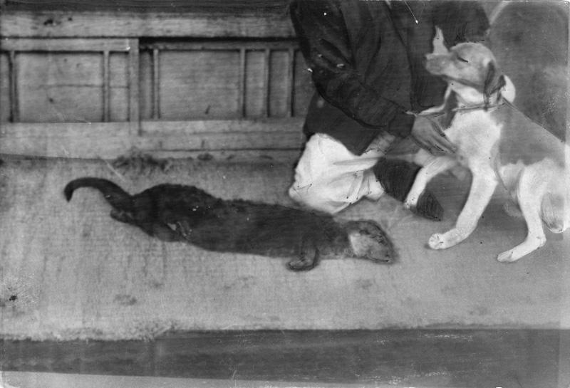 こうちカワウソ今昔 第1部(3) 上質の毛皮があだ | 高知新聞