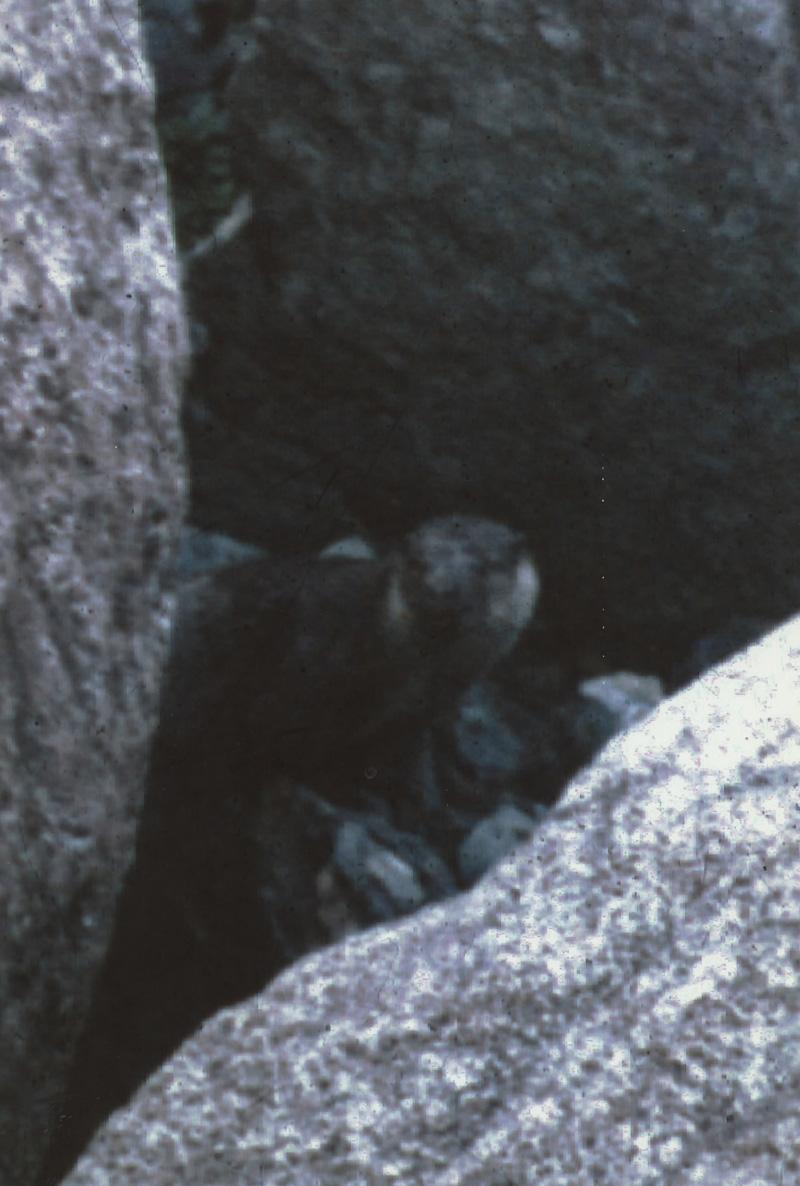 こうちカワウソ今昔 第1部(9) 予想外 室戸に出現 | 高知新聞