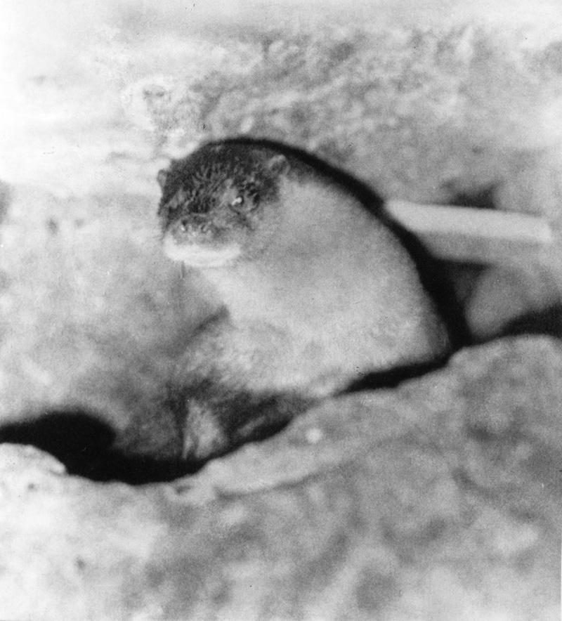 こうちカワウソ今昔 第1部(10) 1本の毛が決め手 | 高知新聞