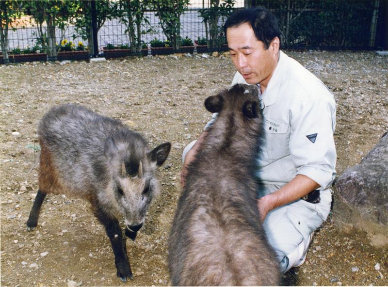 こうちカワウソ今昔 第3部 4 カモシカは増えたのに 高知新聞