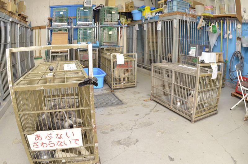 助けて わんにゃん 高知の動物愛護を追う 31 松山市 殺処分ゼロ 高知新聞