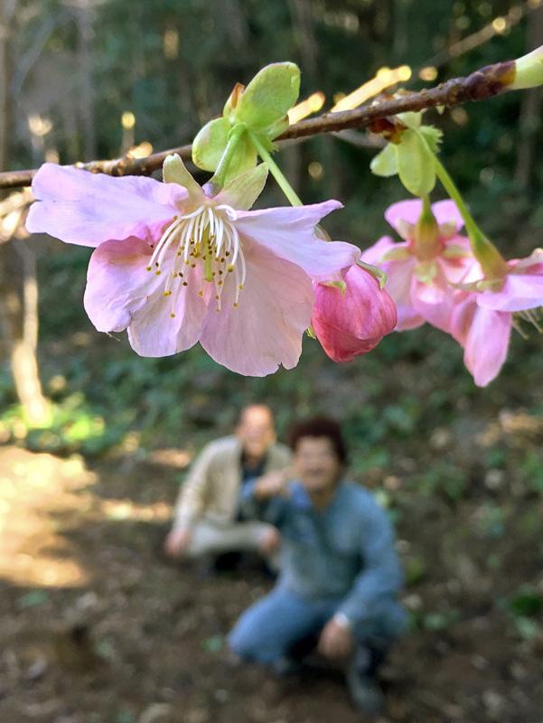 河津桜ほころぶ 土佐清水の唐人駄場近く 高知新聞