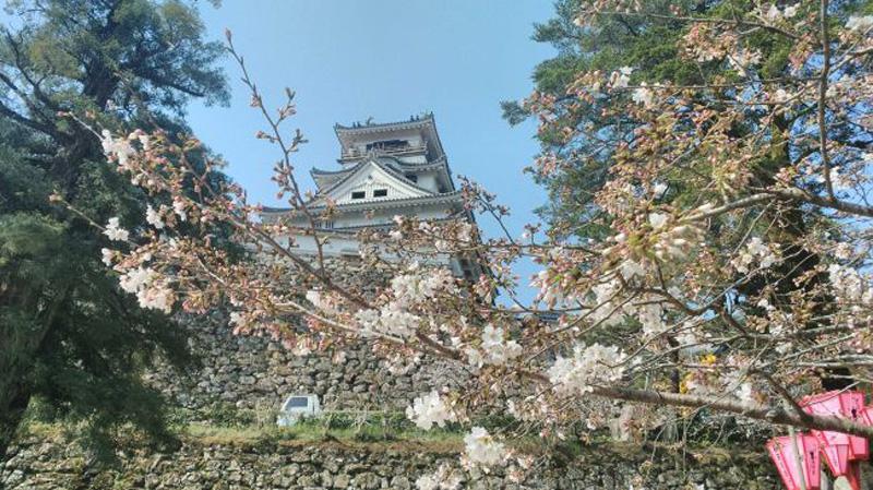 高知の桜イベント お花見スポットまとめ 19 高知新聞