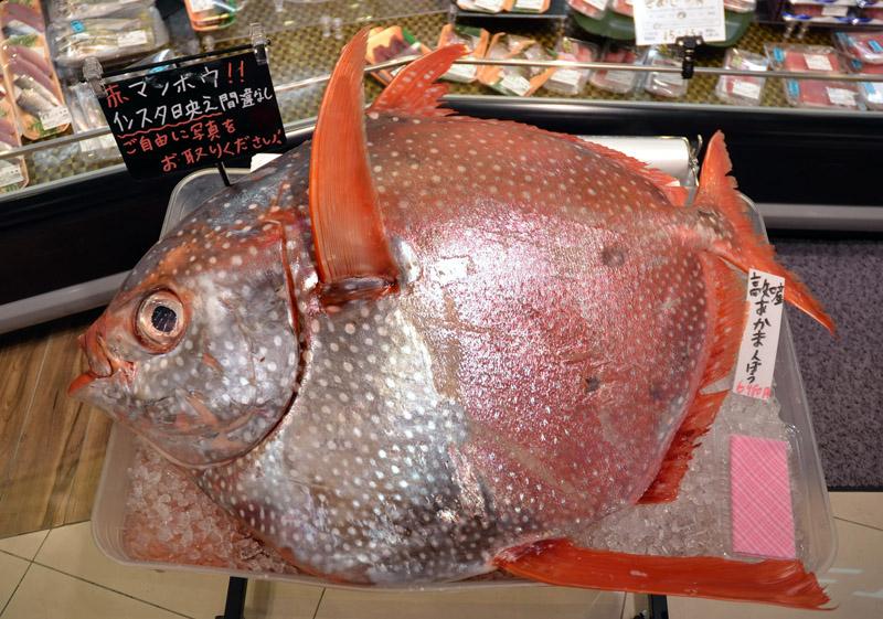 巨大熱帯魚 １１０センチ アカマンボウ です 高知市のスーパー 高知新聞