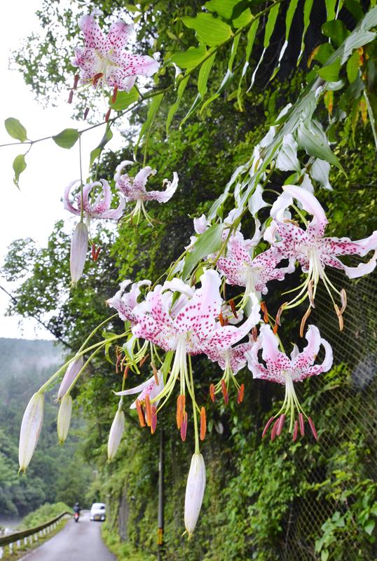 四国地方がしっとり梅雨明け 平年より６日遅く 高知新聞