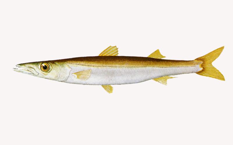 色彩水族館 ヤマトカマス 高知新聞