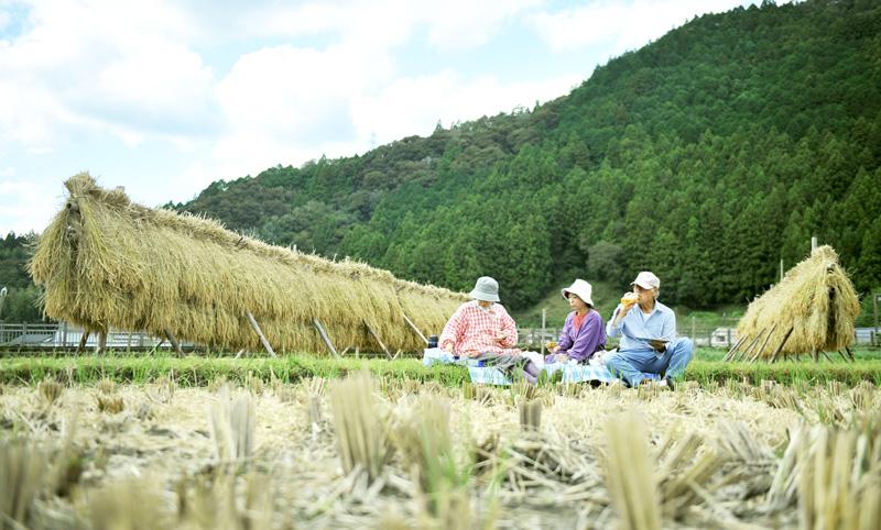 高知の山で稲刈り ほっこり昼休み 稲穂干す はで掛け 土佐町 高知新聞