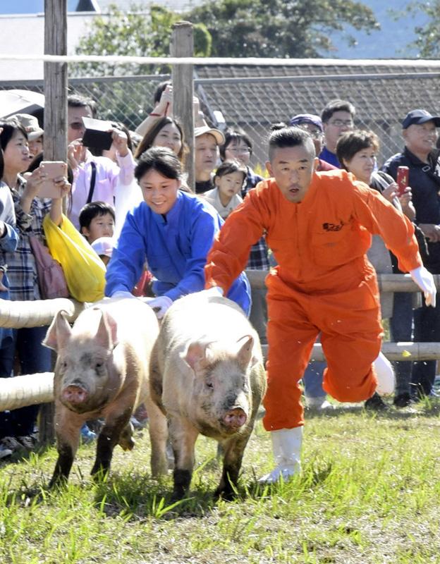 豚レースに歓声 四万十町で畜産フェス盛況 高知新聞