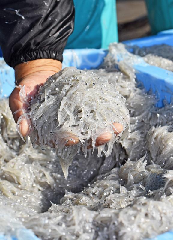 須崎のシラス鮮度自慢 11 10 海の駅 須崎の魚まつり 高知新聞 須崎のシラス鮮度自慢 11 10 海の駅 須崎の魚まつり 高知新聞