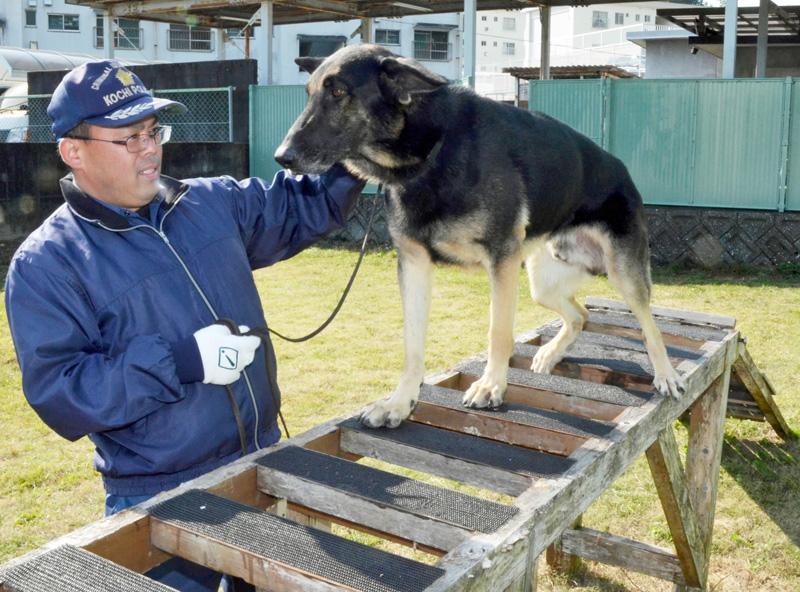 警察犬 コウ と フィン 県民を救うため今日もじっくり訓練 高知新聞