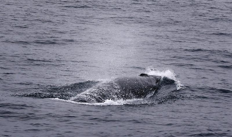 出たっ 土佐沖のクジラ 捕鯨と観鯨のはざまで 高知新聞