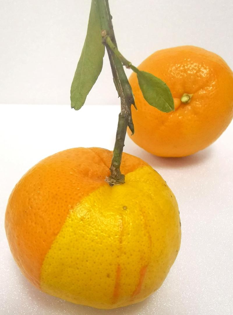 こりゃなんぜ 半分レモン ２色ポンカン 香我美町で発見 高知新聞