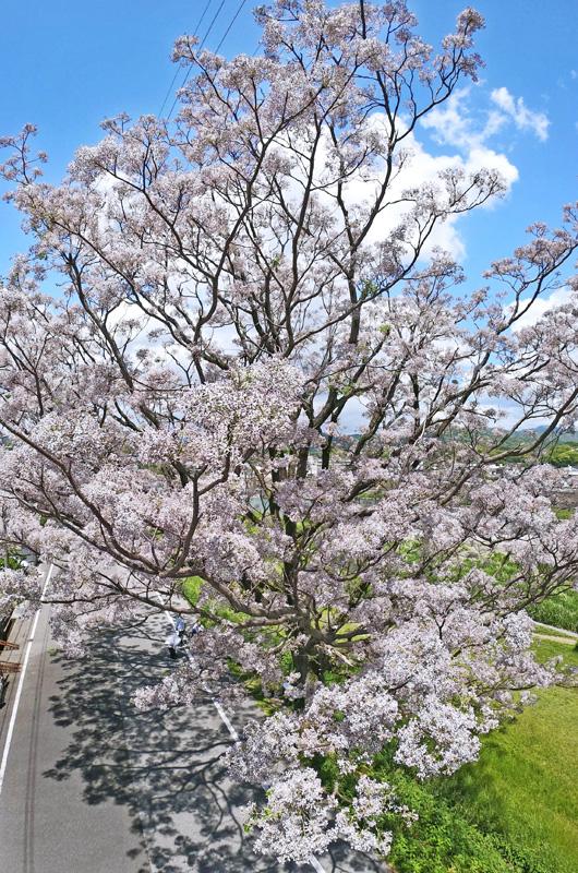 土佐鳥瞰紀行(23)桜栴檀（高知市）初夏に春の趣  高知新聞
