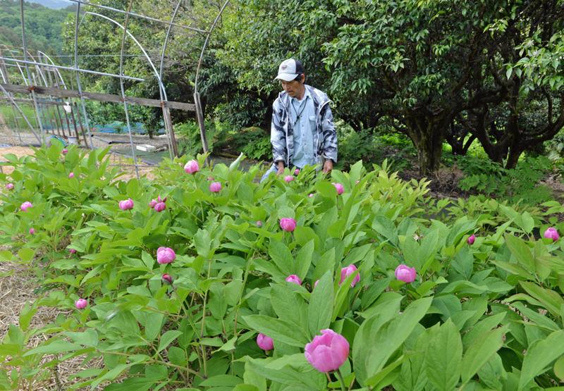 薄紅の花 柔らかく ベニバナヤマシャクヤク数百株開花 大豊町 高知新聞