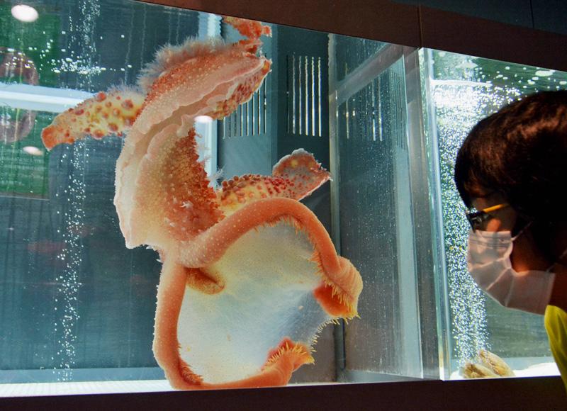 動画 体長70センチ 巨大ウミウシ むろと廃校水族館に登場 高知新聞