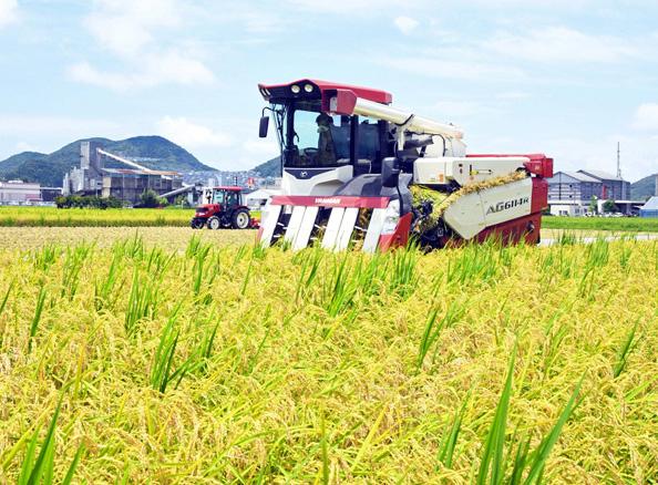 梅雨の合間に早くも稲刈り 高知県南国市で極わせ米 南国そだち 高知新聞